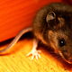 Image for article titled Transgenic Mice Engineered With A Human Gene For Speech
